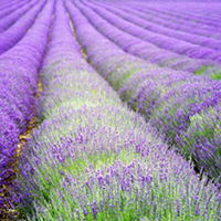 Lavender Plants - angustifolia Hidcote