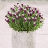 Lavender Plants - Bandera Pink
