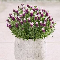 Lavender Plants - Bandera Pink