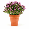 Lavender Plants - Bandera Purple