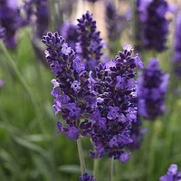 Lavender Plants - Blue Spear