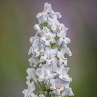 Lavender Plants - Heavenly Collection