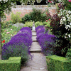 Lavender Plants - Hidcote