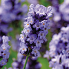 Lavender Plants - Hidcote Blue