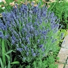 Lavender Seeds - Lady