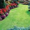 Lawn Seed
