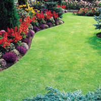 Lawn Seed