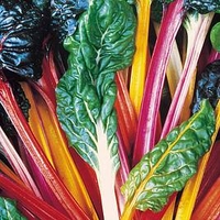 Leaf Beet (Organic) Seeds - Rainbow Chard