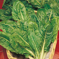 Leaf Beet Plants - Perpetual Spinach