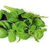 Leaf Salad Seeds - Italian