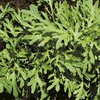 Leaf Salad Seeds - Mustard Golden Streaks
