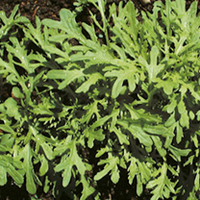Leaf Salad Seeds - Mustard Golden Streaks