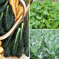 Leafy Greens Veg Plants - Collection