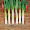 Leek (Organic) Seeds - Bandit