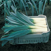 Leek (Organic) Seeds - Pandora