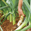Leek Plants - Autumn Mixed