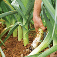 Leek Plants - Autumn Mixed