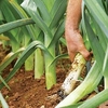 Leek Plants - Autumn Mixed