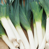 Leek Plants - Below Zero