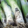 Leek Plants - Continuity Early Winter Duo Pack