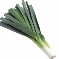 Leek Plants - F1 Megaton