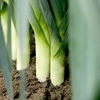 Leek Plants - Stromboli
