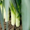 Leek Plants - Stromboli