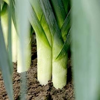 Leek Plants - Stromboli