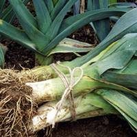 Leek Plants - Winter Collection