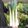 Leek Seeds - Continuity Duo Pack