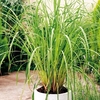 Lemon Grass Plant
