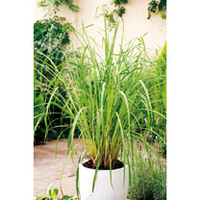 Lemon Grass Plant