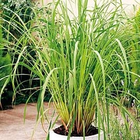 Lemon Grass Plant