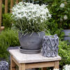Leontopodium Plants - Blossom of Snow