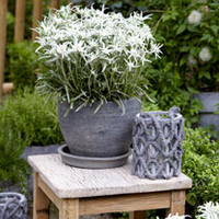 Leontopodium Plants - Blossom of Snow