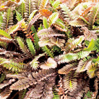 Leptinella Plant - Platts Black