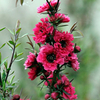 Leptospermum Plant - Red Damask