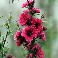 Leptospermum Plant - Red Damask