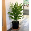 Lesser Galangal Plant