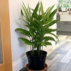 Lesser Galangal Plant