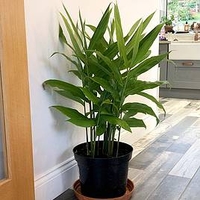 Lesser Galangal Plant