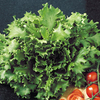Lettuce Cancan Seeds