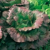 Lettuce (Organic) Seeds - Relay