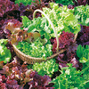 Lettuce Plants - 