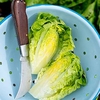 Lettuce Plants - Little Gem