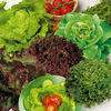 Lettuce Plants - Mix