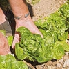Lettuce Plants - Vailan Winter Gem