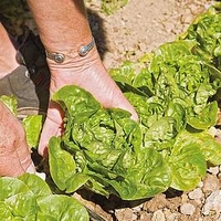 Lettuce Plants - Vailan Winter Gem