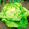 Lettuce Seeds - All-The-Year-Round