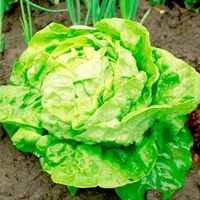 Lettuce Seeds - All-The-Year-Round